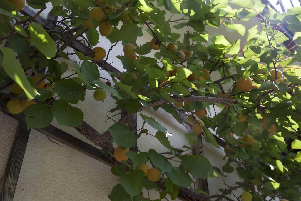 Gaestehaeuser Anni Ehrndorfer Ried im Innkreis Esterno foto